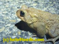 /home//u458753944/public_html/sourcegallery//Roxborough Toad Detour/2013-2019/2015/10847498_10206526858439142_3130469874843490690_o.jpg
